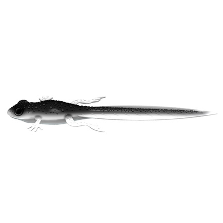 Libra Lures FROG TADPOLE TAIL 8,2'' 21cm 35g No Scent 001 WHITE