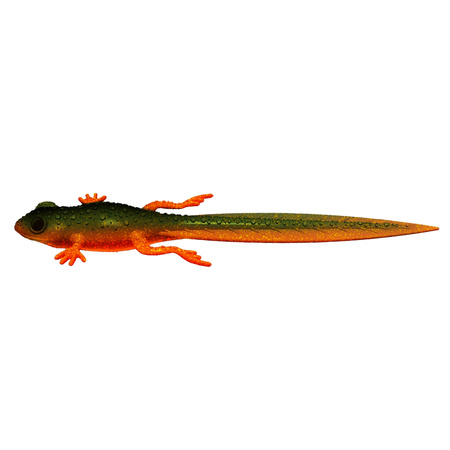 Libra Lures FROG TADPOLE TAIL 8,2'' 21cm 35g No Scent 111 ANGRY CARROT