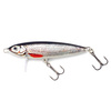 SILVER ROACH
