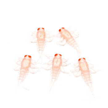 Fishchaser Microlarvae jętka 2,7cm 1g ROSE 5szt.