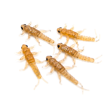 Fishchaser Microlarvae widelnica 3,5cm 1g HONEY 5szt.