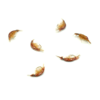 Nimfa Scud Wędkarska Polska #12BL BROWN