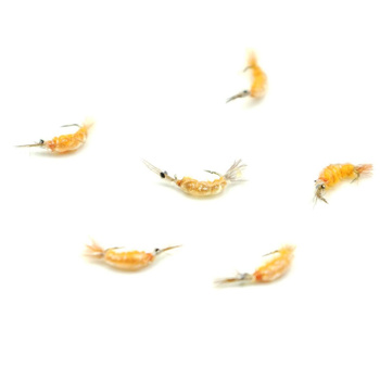 Nimfa Scud Wędkarska Polska #14BL ORANGE