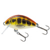 BABY MINNOW