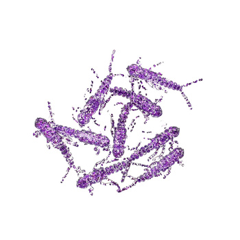 Water King Widelnica 2,5cm 0,2g Kolor #40 10szt.