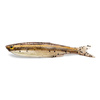 REAL MINNOW