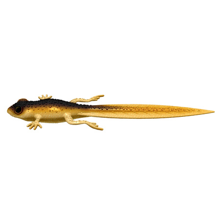 Libra Lures FROG TADPOLE TAIL 8,2'' 21cm 35g No Scent 009 GOLD