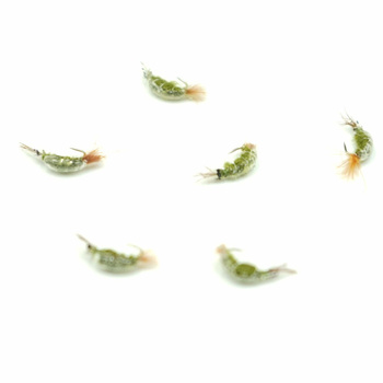 Nimfa Scud Wędkarska Polska #12BL OLIVE