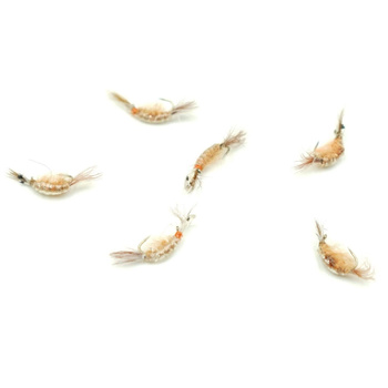 Nimfa Scud Wędkarska Polska #14BL LIGHT BROWN