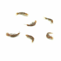 Nimfa Scud Wędkarska Polska #12BL BROWN