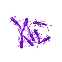 Water King Widelnica 2,5cm 0,2g Kolor #30 10szt.