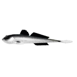 Libra Lures GOBIO 7,3'' 18,5cm 40g No Taste 002 GHOST