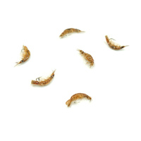 Nimfa Scud Wędkarska Polska #14BL DARK BROWN